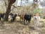 buen potrero para el ganado - good pasture quality for cattle